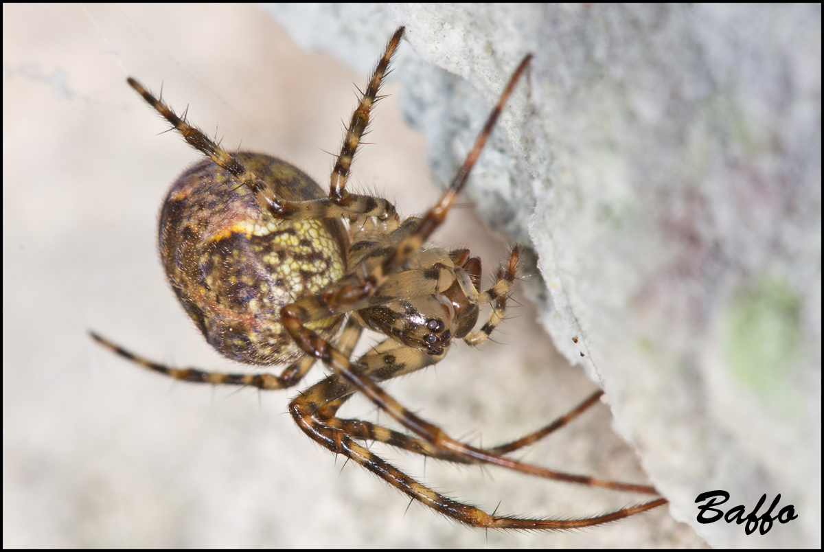 Metellina merianea; Meta menardi - Samatorza (TS)